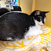 Thumbnail photo of Salsa #2