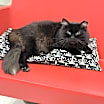 Thumbnail photo of Jasper #3
