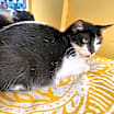 Thumbnail photo of Salsa #3