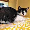 Thumbnail photo of Salsa #4