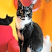 Thumbnail photo of Darla (Feral) #1