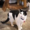 Thumbnail photo of Poptart #3