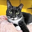 Thumbnail photo of Darla (Feral) #2