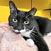 Thumbnail photo of Darla (Feral) #3