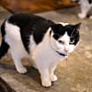 Thumbnail photo of Poptart #4
