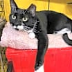 Thumbnail photo of Darla (Feral) #4