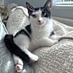 Thumbnail photo of Dumpling #2