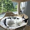 Thumbnail photo of Dumpling #3