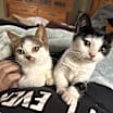 Thumbnail photo of Dumpling #4