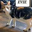 Thumbnail photo of Evie #4