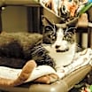 Thumbnail photo of Kabota #1