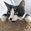 Thumbnail photo of Kabota #2