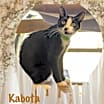 Thumbnail photo of Kabota #4
