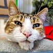 Thumbnail photo of O'Malley #1