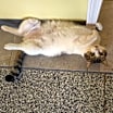 Thumbnail photo of O'Malley #2