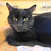Thumbnail photo of Clark #2