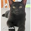 Thumbnail photo of Meredith #3