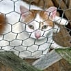 Thumbnail photo of Mark Twain - Indoor Only Working Cat #1