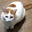 Thumbnail photo of Mark Twain - Indoor Only Working Cat #2