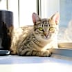 Thumbnail photo of Goldie #1