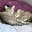Thumbnail photo of Goldie #3
