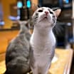 Thumbnail photo of Red Stripe #1