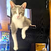 Thumbnail photo of Red Stripe #4