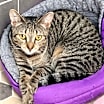 Thumbnail photo of Estelle #1