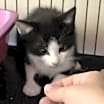 Thumbnail photo of Spike #2