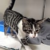 Thumbnail photo of Dory 86C24 #3