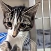Thumbnail photo of Dory 86C24 #4
