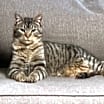 Thumbnail photo of Guinness #1