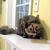 Thumbnail photo of Annabel Lee #2