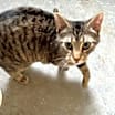 Thumbnail photo of Guinness #2