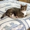 Thumbnail photo of Alice #1