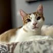 Thumbnail photo of Olaf #1
