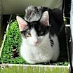 Thumbnail photo of Robin #1