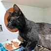 Thumbnail photo of Madame #2