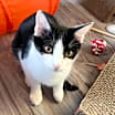 Thumbnail photo of Robin #4