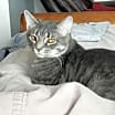 Thumbnail photo of Tabby #1