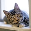 Thumbnail photo of Gus #1