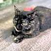 Thumbnail photo of Miss Kitty  #2