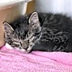 Thumbnail photo of Gus #3