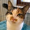 Thumbnail photo of Cally #3