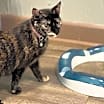 Thumbnail photo of Miss Kitty  #3