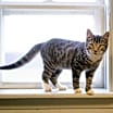 Thumbnail photo of Gus #4