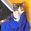 Thumbnail photo of Cally #4