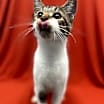 Thumbnail photo of Cornbread #1