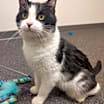 Thumbnail photo of Nelson #1