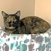 Thumbnail photo of Moki #1